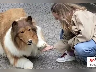 (ویدئو)احمقانه ترین آرزویی که تحقق یافت!/تبدیل شدن یک مرد ژاپنی به سگ