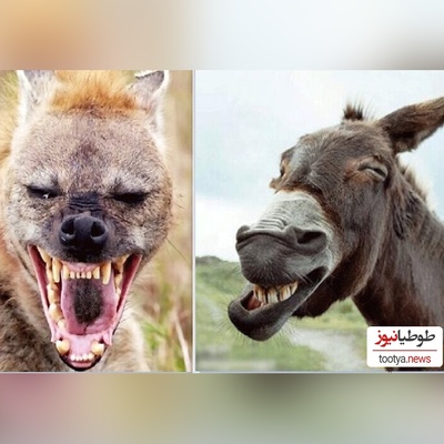 ویژه علاقه مند به مستند حیات وحش  و دنیای حیوانات/ راز بقا: نبرد نفس‌گیر کفتار وحشی و اُلاغ