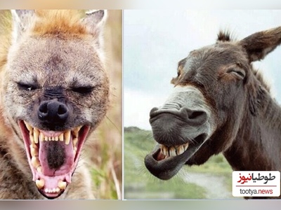 ویژه علاقه مند به مستند حیات وحش  و دنیای حیوانات/ راز بقا: نبرد نفس‌گیر کفتار وحشی و اُلاغ