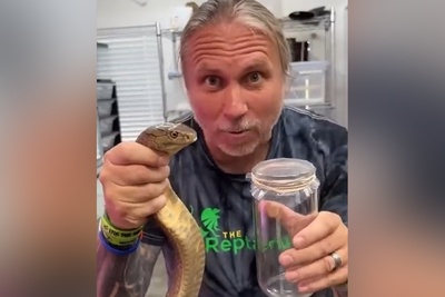 فیلم: یکی از حیاتی‌ترین فرایندهای پزشکی جهان، اگه زهر مار رو از نردیک ندیدی این ویدئو رو حتما ببین