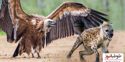 (ویدئو) مستند حیات وحش، راز بقا؛ حمله وحشیانه کفتار به کرکس بر سر تصاحب لاشه یک حیوان