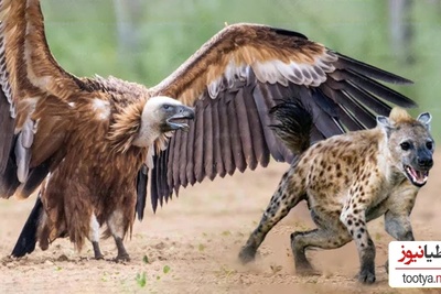 (ویدئو) مستند حیات وحش، راز بقا؛ حمله وحشیانه کفتار به کرکس بر سر تصاحب لاشه یک حیوان