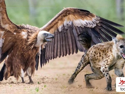 (ویدئو) مستند حیات وحش، راز بقا؛ حمله وحشیانه کفتار به کرکس بر سر تصاحب لاشه یک حیوان