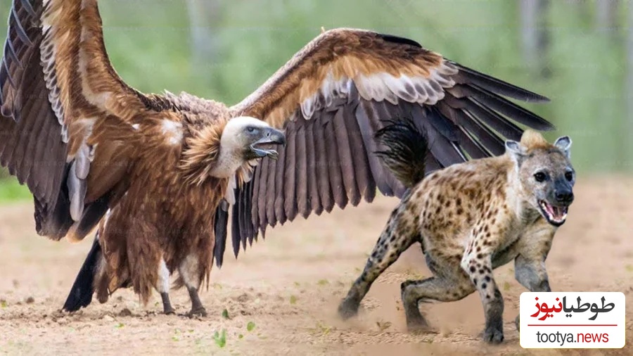 (ویدئو) مستند حیات وحش، راز بقا؛ حمله وحشیانه کفتار به کرکس بر سر تصاحب لاشه یک حیوان