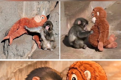 فیلم راز بقا؛ مستند حیات وحش/قصه پر غصه پانچ در زیر سایه ناکامی/ میمونی در باغ وحش ژاپن که از سمت مادرش رها شد! داستان دل هایی که زودتر از سنشان با مفهوم تنهایی آشنا شدند😭