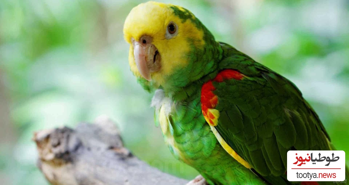 طوطی آمازون تاج زرد