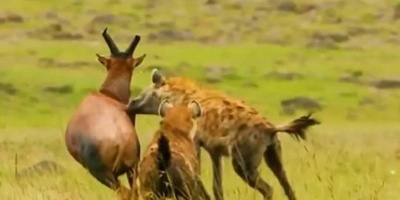 (ویدئو) مستند حیات وحش، راز بقا؛ این داستان: نبرد دلهره آور دو کفتار برای شکار گوزن
