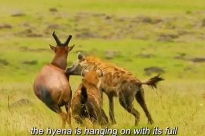 (ویدئو) مستند حیات وحش، راز بقا؛ این داستان: نبرد دلهره آور دو کفتار برای شکار گوزن