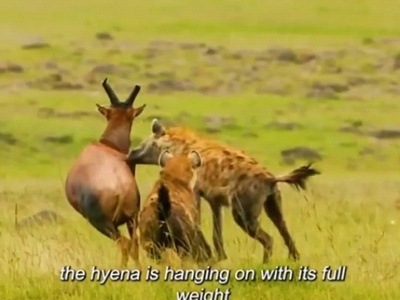 (ویدئو) مستند حیات وحش، راز بقا؛ این داستان: نبرد دلهره آور دو کفتار برای شکار گوزن