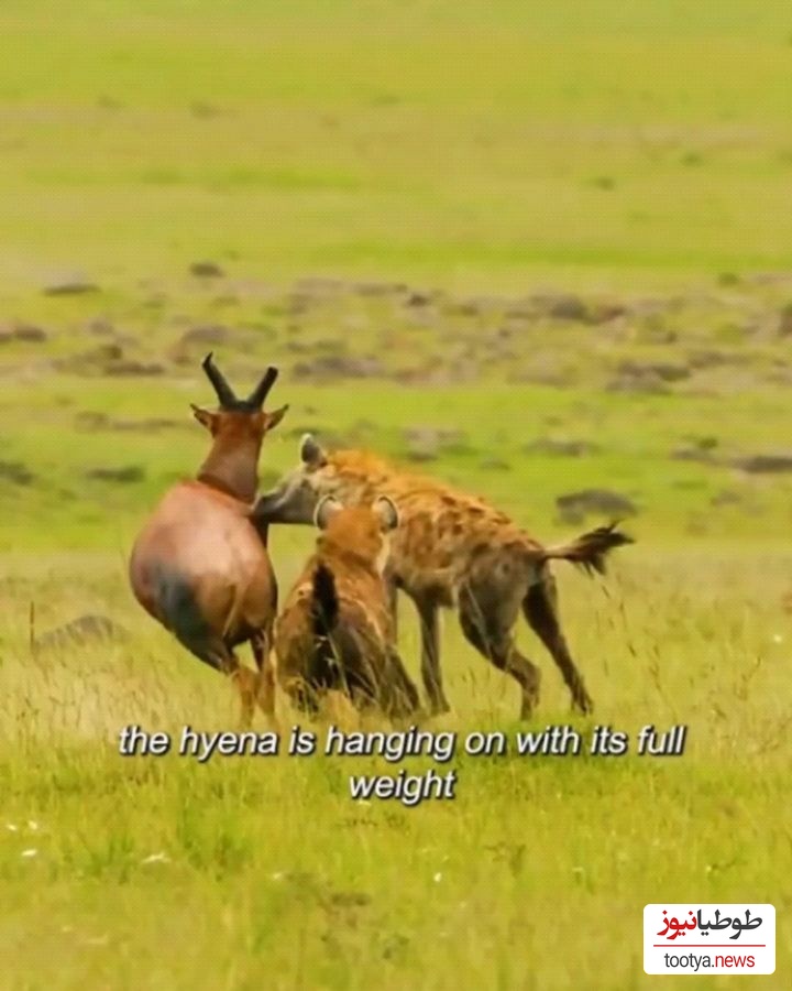 (ویدئو) مستند حیات وحش، راز بقا؛ این داستان: نبرد دلهره آور دو کفتار برای شکار گوزن