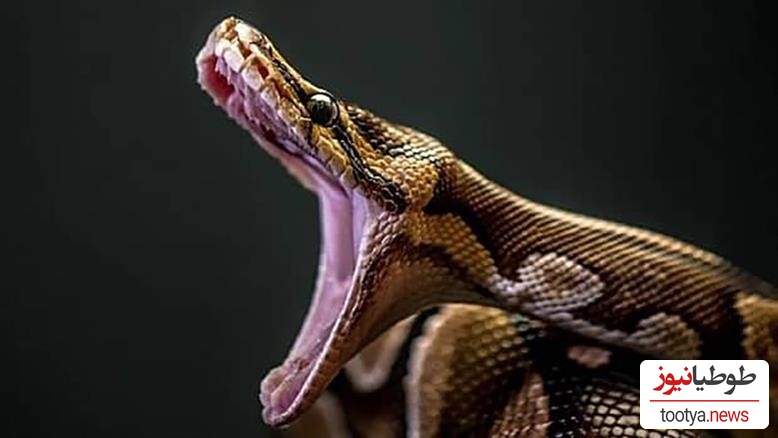 (ویدیو) مستند حیات وحش /راز بقا، این داستان: بلعیده شدن وحشتناک و چندشناک میمون توسط مار