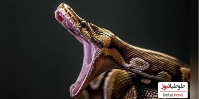 (ویدیو) مستند حیات وحش /راز بقا، این داستان: بلعیده شدن وحشتناک و چندشناک میمون توسط مار