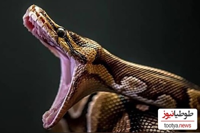 (ویدیو) مستند حیات وحش /راز بقا، این داستان: بلعیده شدن وحشتناک و چندشناک میمون توسط مار