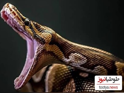 (ویدیو) مستند حیات وحش /راز بقا، این داستان: بلعیده شدن وحشتناک و چندشناک میمون توسط مار