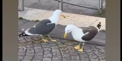 (ویدیو) شوخی خرکی شنیده بودین؟ اینم شوخی مرغکی🤣/ دیدین آخر شوخی واقعا قهقهه کشید!