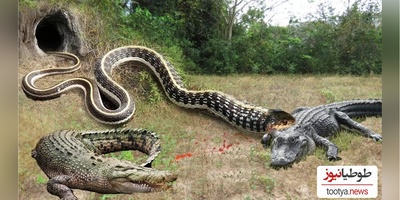 (ویدئو) مستند حیات وحش حیوانات/ نبرد نفس‌گیر و مار پیتون و تمساح وحشی