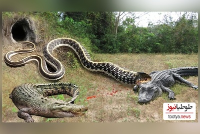 (ویدئو) مستند حیات وحش حیوانات/ نبرد نفس‌گیر و مار پیتون و تمساح وحشی
