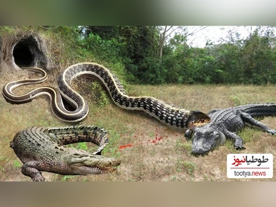 (ویدئو) مستند حیات وحش حیوانات/ نبرد نفس‌گیر و مار پیتون و تمساح وحشی