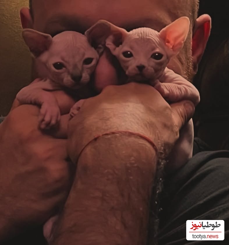 گربه
