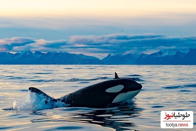 (ویدئو) نهنگ‌ های قاتل در اقیانوس‌های سراسر جهان، شکارچی ترسناک اقیانوس