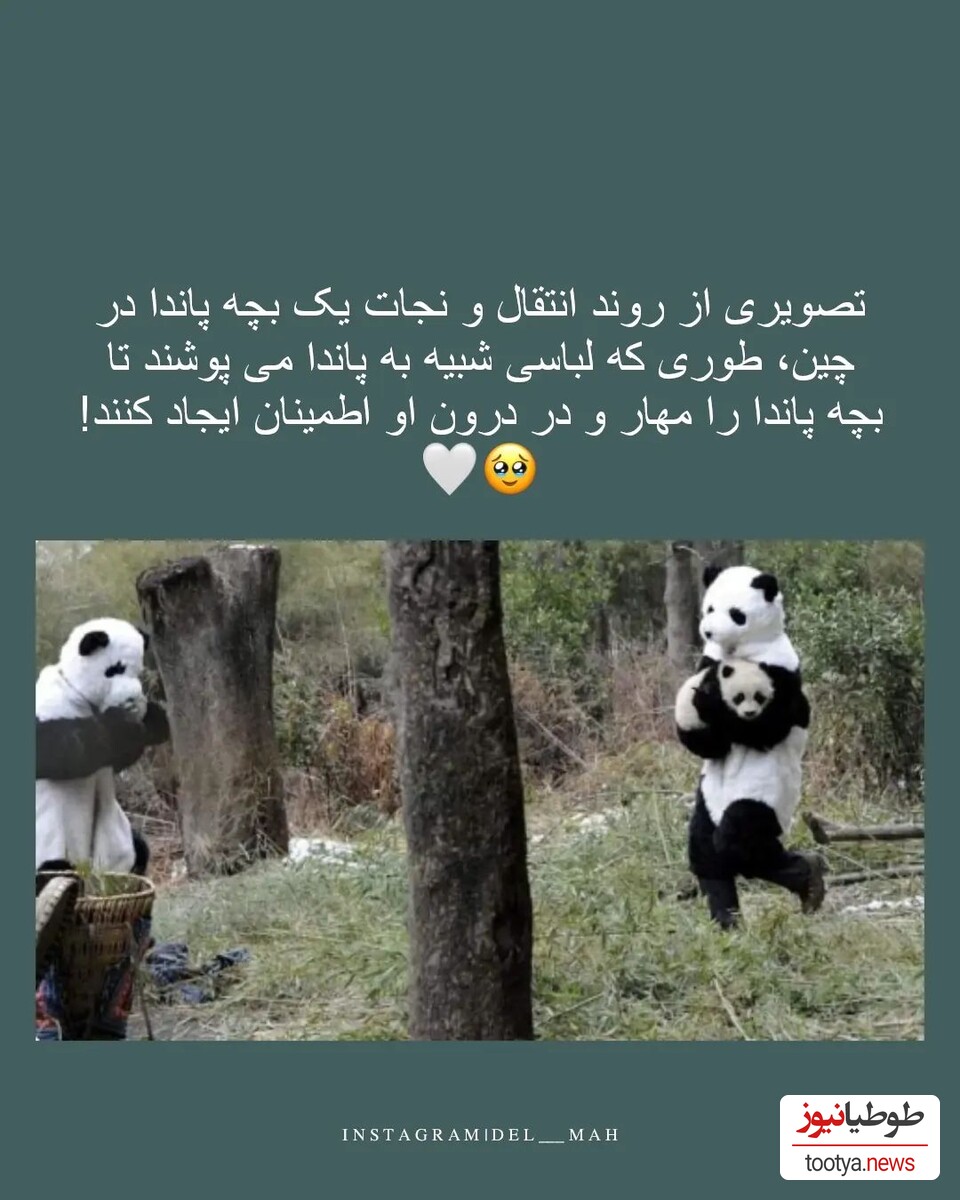 پاندا 