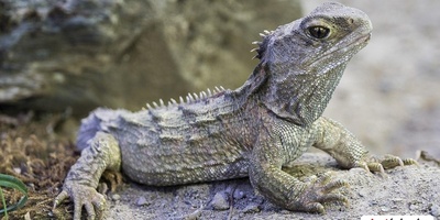 (عکس) حیوان مشهوری که زمان ناصرالدین‌شاه به دنیا آمده و به تازگی پدر شده است!