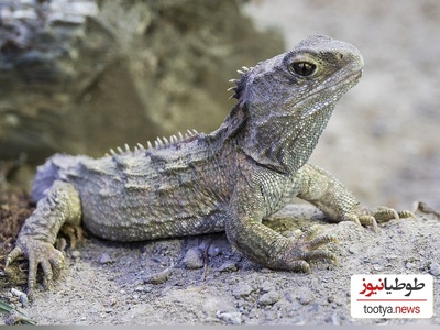 (عکس) حیوان مشهوری که زمان ناصرالدین‌شاه به دنیا آمده و به تازگی پدر شده است!