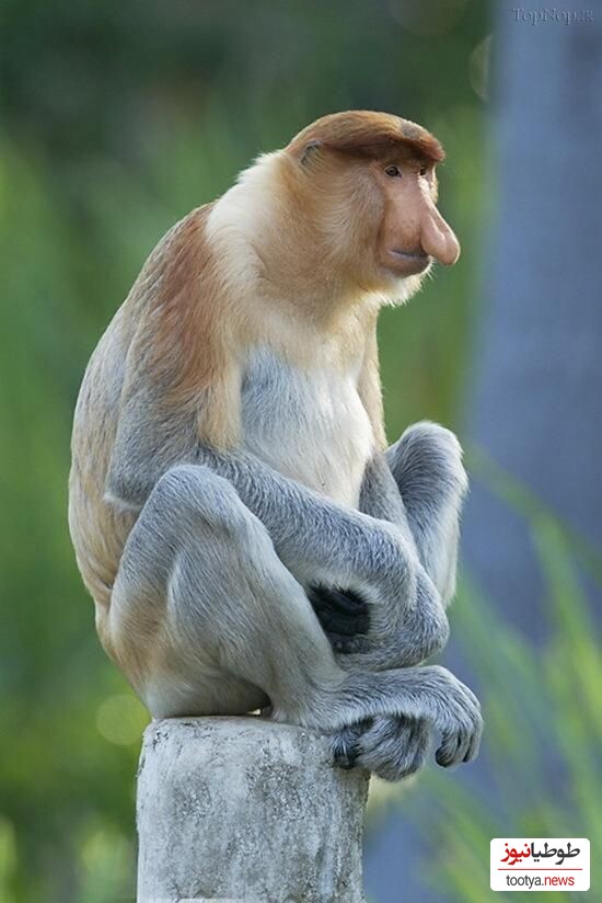 میمون دماغ دراز