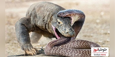 (ویدئو) مستند حیات وحش حیوانات/ راز بقا، این داستان: نبرد نفس‌گیر اژدهای کومودو و مار