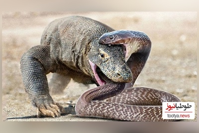 (ویدئو) مستند حیات وحش حیوانات/ راز بقا، این داستان: نبرد نفس‌گیر اژدهای کومودو و مار