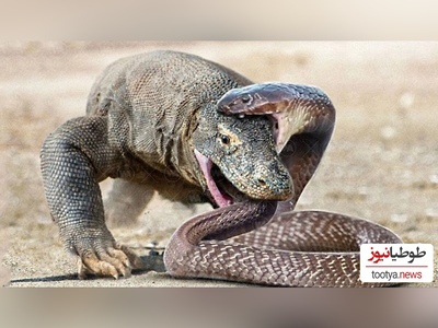 (ویدئو) مستند حیات وحش حیوانات/ راز بقا، این داستان: نبرد نفس‌گیر اژدهای کومودو و مار