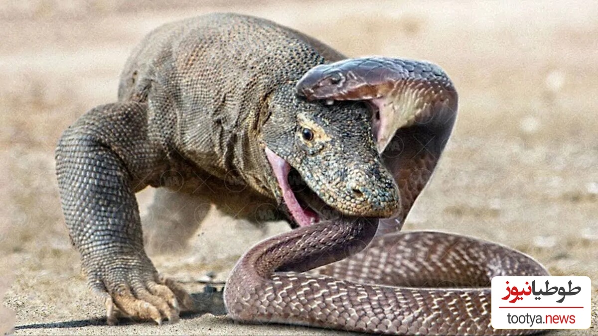 (ویدئو) مستند حیات وحش حیوانات/ راز بقا، این داستان: نبرد نفس‌گیر اژدهای کومودو و مار