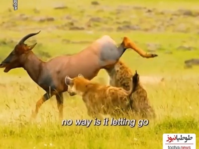 (ویدئو) مستندحیات وحش، راز بقا؛ نبرد دلهره آور دو کفتار برای شکار گوزن