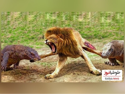 (ویدئو) ویژه علاقه مندان به مستندحیات وحش حیوانات/  مبارزه سخت و طاقت فرسا بین شیر و اژدهای کومودوی وحشی