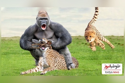 (ویدئو) مستند حیات وحش حیوانات/  نبرد نفس‌گیر پلنگ و میمون