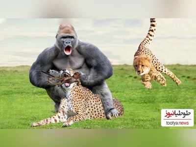 (ویدئو) مستند حیات وحش حیوانات/  نبرد نفس‌گیر پلنگ و میمون