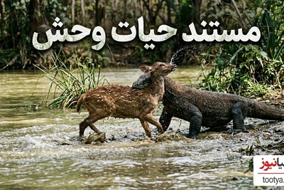 مستند حیات وحش/ نبرد خونین اژدهای کومودو و گوزن+فیلم