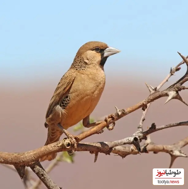 جولای اجتماعی