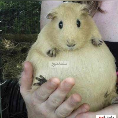 (تصاویر+ ویدیو) عجیب‌ترین روش‌های تولیدمثل و زایمان در جانوران که محال است شنیده باشید