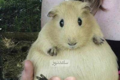 (تصاویر+ ویدیو) عجیب‌ترین روش‌های تولیدمثل و زایمان در جانوران که محال است شنیده باشید