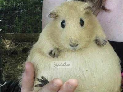 (تصاویر+ ویدیو) عجیب‌ترین روش‌های تولیدمثل و زایمان در جانوران که محال است شنیده باشید