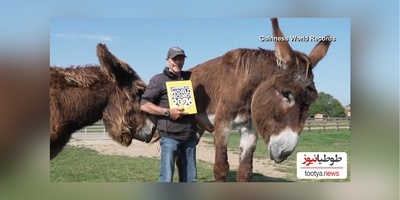 (ویدئو) مستند حیات وحش حیوانات: بلندقدترین اُلاغ رکورد گینس را از آن خودش کرد