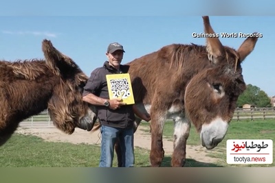 (ویدئو) مستند حیات وحش حیوانات: بلندقدترین اُلاغ رکورد گینس را از آن خودش کرد