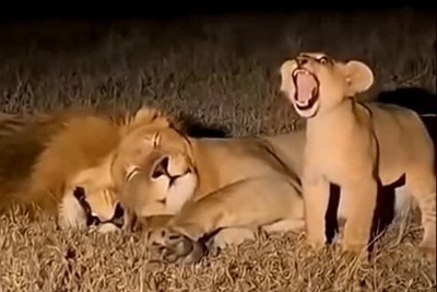 (ویدئو) مستند حیات وحش، راز بقا؛ این داستان: بی رحمی ماده شیر نسبت به توله شیر وروجک/ شیر نر در مقابل سختگیری های مادر خانواده به ناچار سکوت اختیار کرد