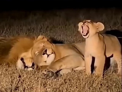 (ویدئو) مستند حیات وحش، راز بقا؛ این داستان: بی رحمی ماده شیر نسبت به توله شیر وروجک/ شیر نر در مقابل سختگیری های مادر خانواده به ناچار سکوت اختیار کرد