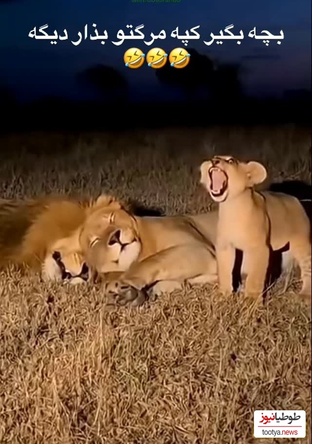 (ویدئو) مستند حیات وحش، راز بقا؛ این داستان: بی رحمی ماده شیر نسبت به توله شیر وروجک/ شیر نر در مقابل سختگیری های مادر خانواده به ناچار سکوت اختیار کرد