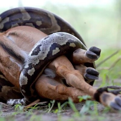 شکار شکارچی توسط ابرشکارچی؛ وقتی شیر مچ مار پیتون را حین شکار گرفت!/ پایان غیرمنتظره شکار آهو توسط مار