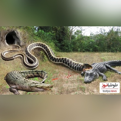 (ویدئو) مستند حیات وحش حیوانات/ راز بقا، این داستان: نبرد نفس‌گیر  تمساح وحشی و مار پیتون