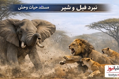 (ویدئو) مستند حیات وحش حیوانات/ نبرد فیل و شیر