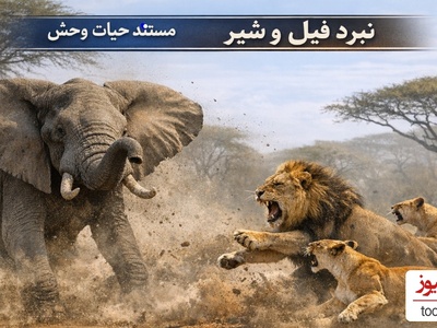 (ویدئو) مستند حیات وحش حیوانات/ نبرد فیل و شیر